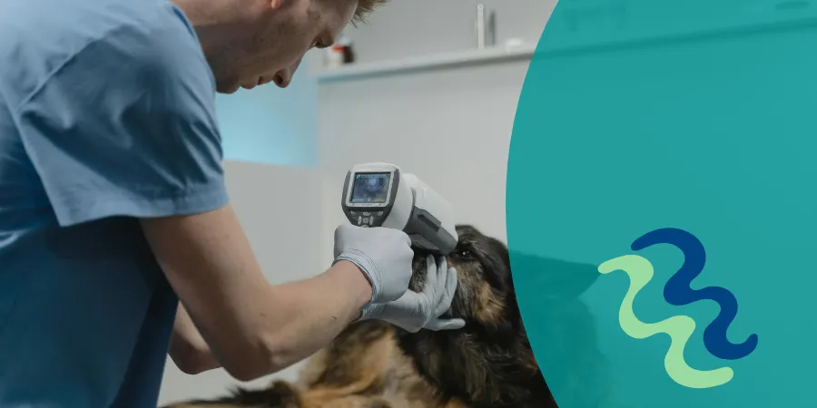 Cuidado con los sustos: cómo evitar facturas inesperadas en el veterinario
