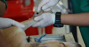 Cuidado con los sustos: cómo evitar facturas inesperadas en el veterinario