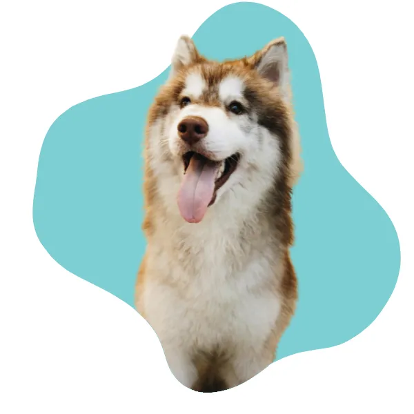 Seguro para Mascotas