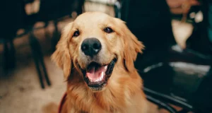 ¿Necesita tu perro un seguro obligatorio? Ley actual y recomendaciones