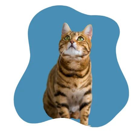 Seguro veterinario para gatos