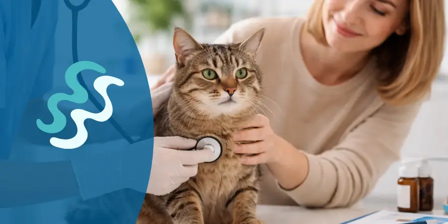 seguro veterinario para gatos